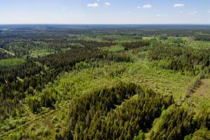 Масштаби вирубування лісів Амазонії у 2020 році сягнули максимуму від 2008 року