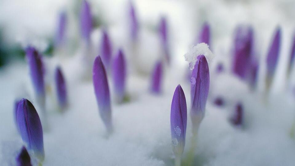 В Киеве 8 марта прогнозируют небольшой мокрый снег, температура ночью 0...-2 °С, днем +1...+3 °С