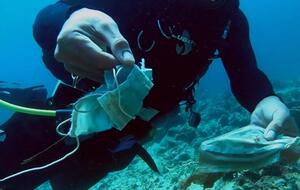 Экологи предупреждают, что пластик внутри масок разрушается и его едят морские животные