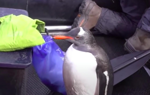 Пингвин некоторое время находился в лодке с туристами