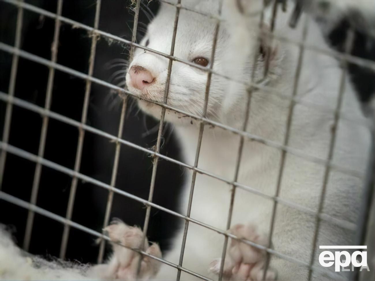 На фермі Baltic Devon Mink нараховують приблизно 60 тис. норок