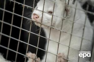 На фермі Baltic Devon Mink нараховують приблизно 60 тис. норок