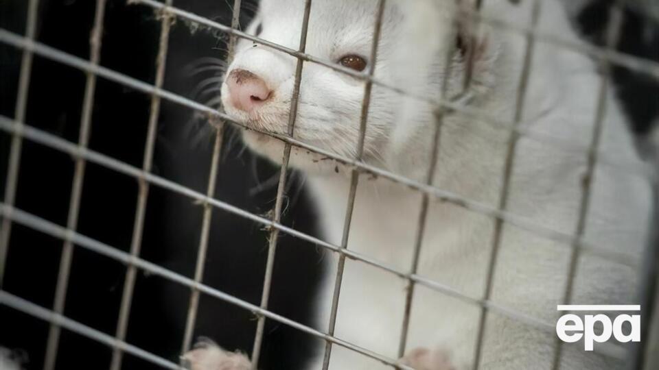 На ферме Baltic Devon Mink насчитывается около 60 тыс. норок