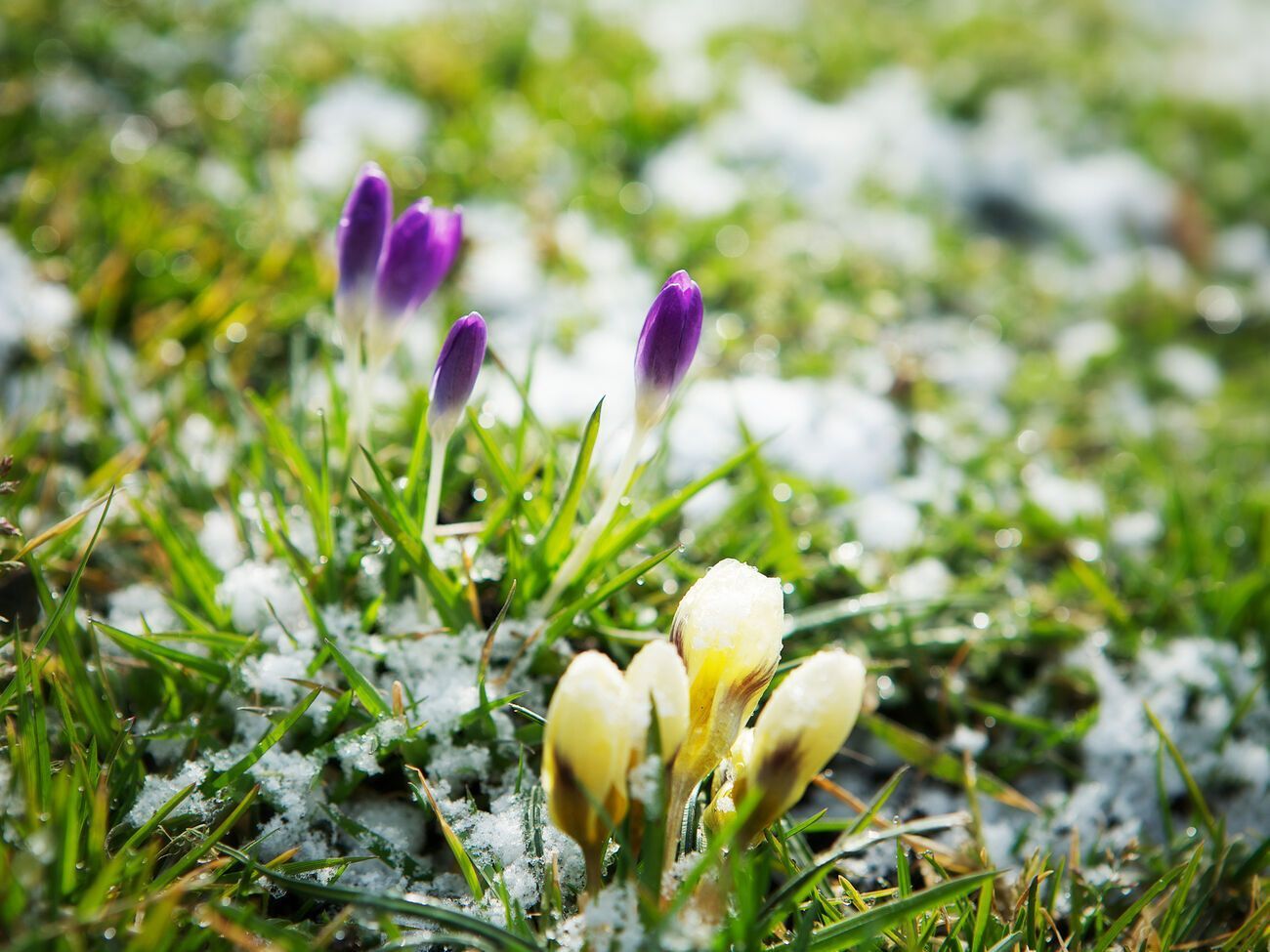 Синоптики обіцяють заморозки, місцями &ndash; мокрий сніг