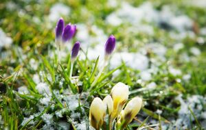 Синоптики обіцяють заморозки, місцями – мокрий сніг