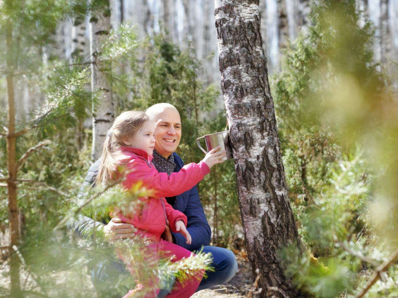 После получения березового сока необходимо не забыть "позаботиться" о дереве