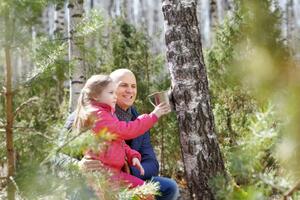 После получения березового сока необходимо не забыть "позаботиться" о дереве