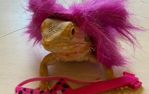 Игуану представили в очеловеченном образе