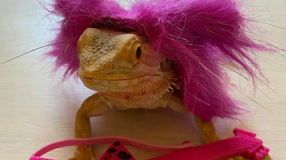 Игуану представили в очеловеченном образе