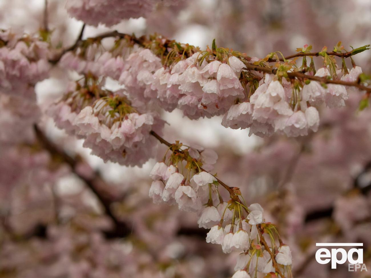 В Україні 26 квітня падав сніг