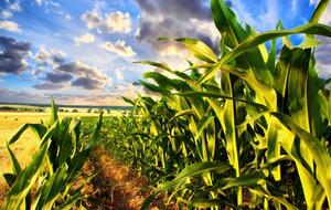 Закон устранит возможности для коррупции на рынке земли, отметили в посольстве