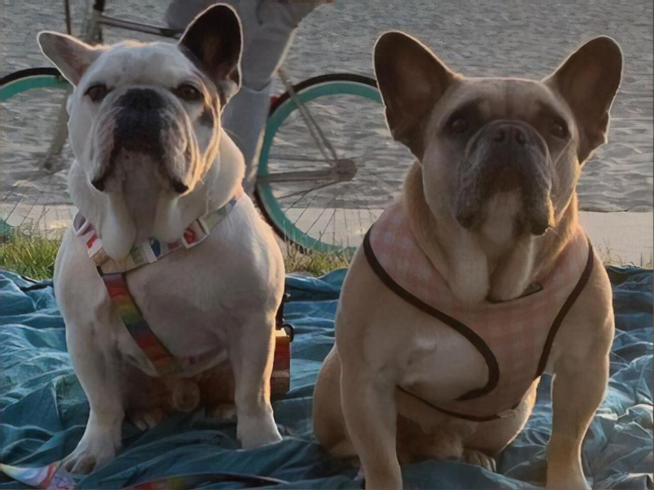 Бульдогов Леди Гаги похитили и вернули еще в феврале