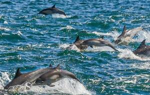 Обычно дельфины путешествуют группами до 200 особей