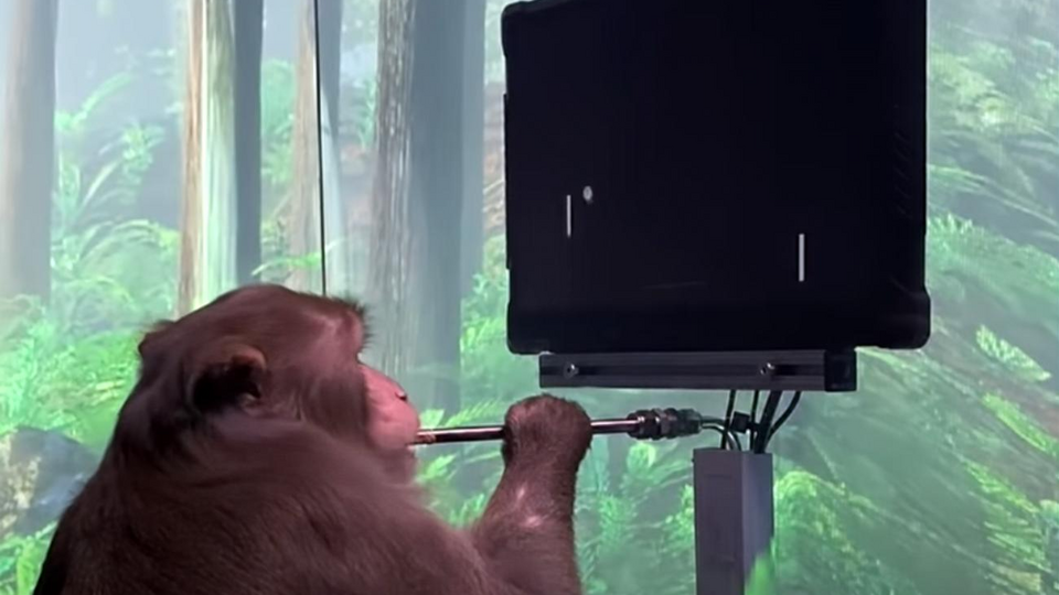 Макака Пейджер успішно ловила кульку у грі в пінг-понг