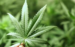 Рада прошлого созыва попыталась урегулировать вопрос легализации каннабиса в Украине, но не успела