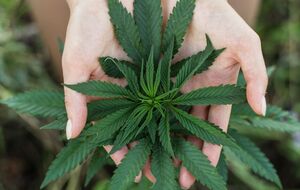 Говорить, что в Украине легализовали медицинский каннабис, нельзя, подчеркивают в организациях, лоббирующих доступ пациентов к каннабиоидосодержащим препаратам