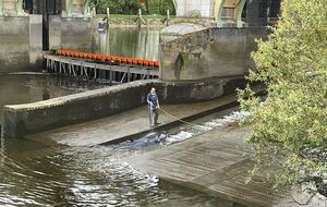 Дитинча кита застрягло під час відливу