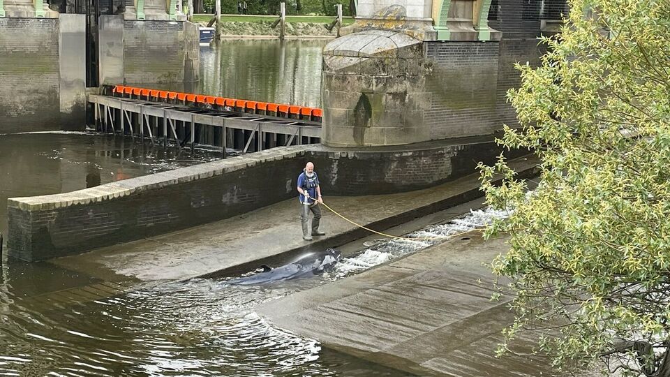 Детеныш кита застрял во время отлива