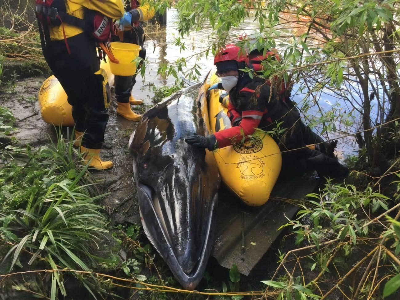 Китеныш&nbsp;застрял на мелководье, где запутался в виноградных лозах и сильно пострадал