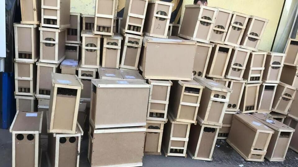 Пасечники намерены судиться с почтой за гибель пчел во время перевозки