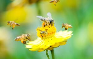 Глава "Укрпошти" пояснил, что компания "распространяет свою позитивную энергию на все, к чему прикасается"