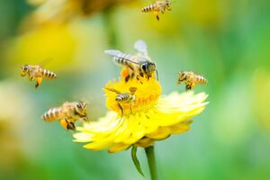 Глава "Укрпошти" пояснил, что компания "распространяет свою позитивную энергию на все, к чему прикасается"