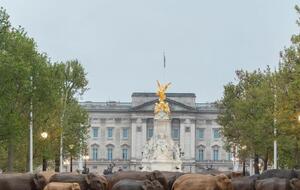 Слонов выставят на продажу, средства пойдут природоохранной организации Elephant Family