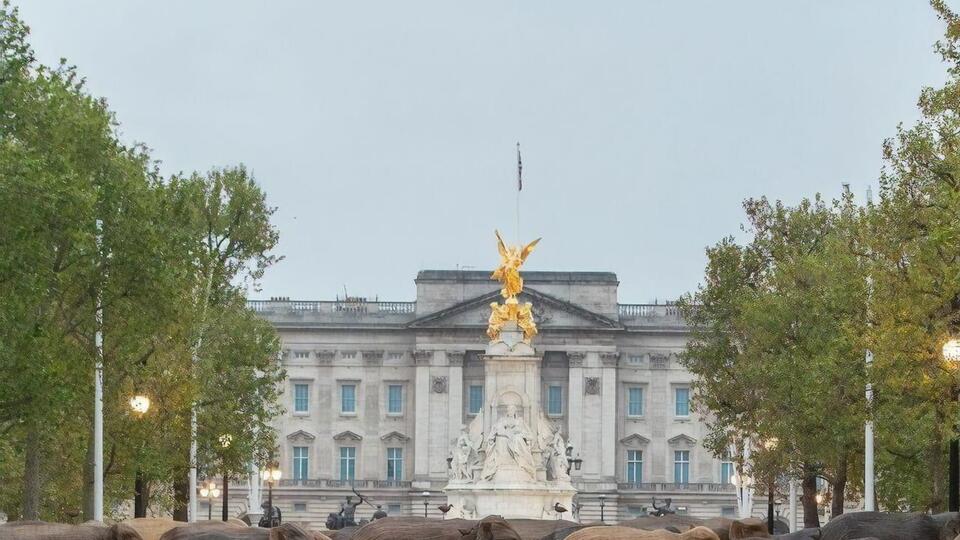 Слонов выставят на продажу, средства пойдут природоохранной организации Elephant Family