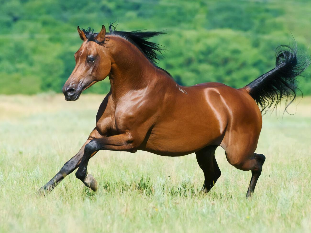 Найденным останкам лошади примерно 14 тыс. лет