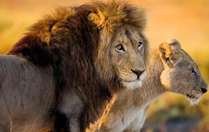 Эксперты определили, что разведение львов в неволе с коммерческой или туристической целью вредит экотуризму в ЮАР