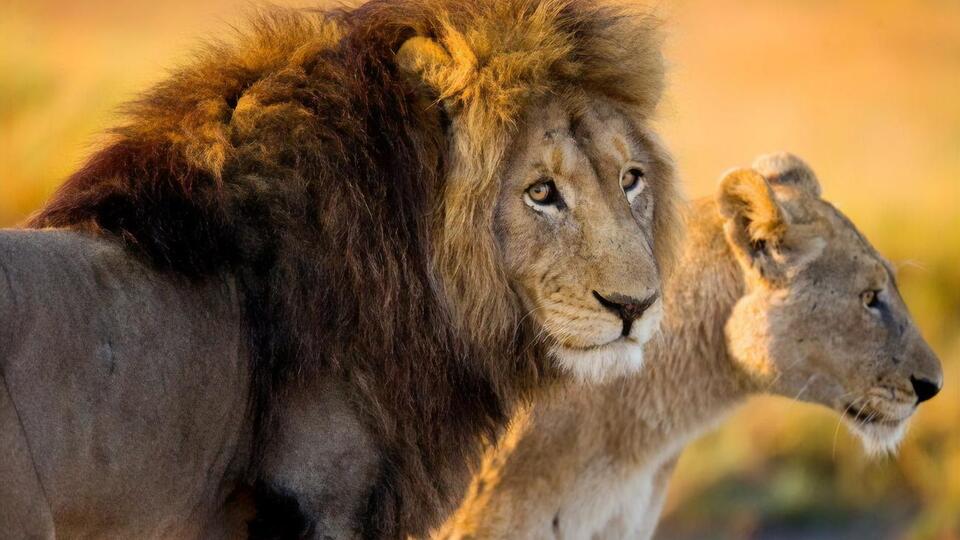Эксперты определили, что разведение львов в неволе с коммерческой или туристической целью вредит экотуризму в ЮАР