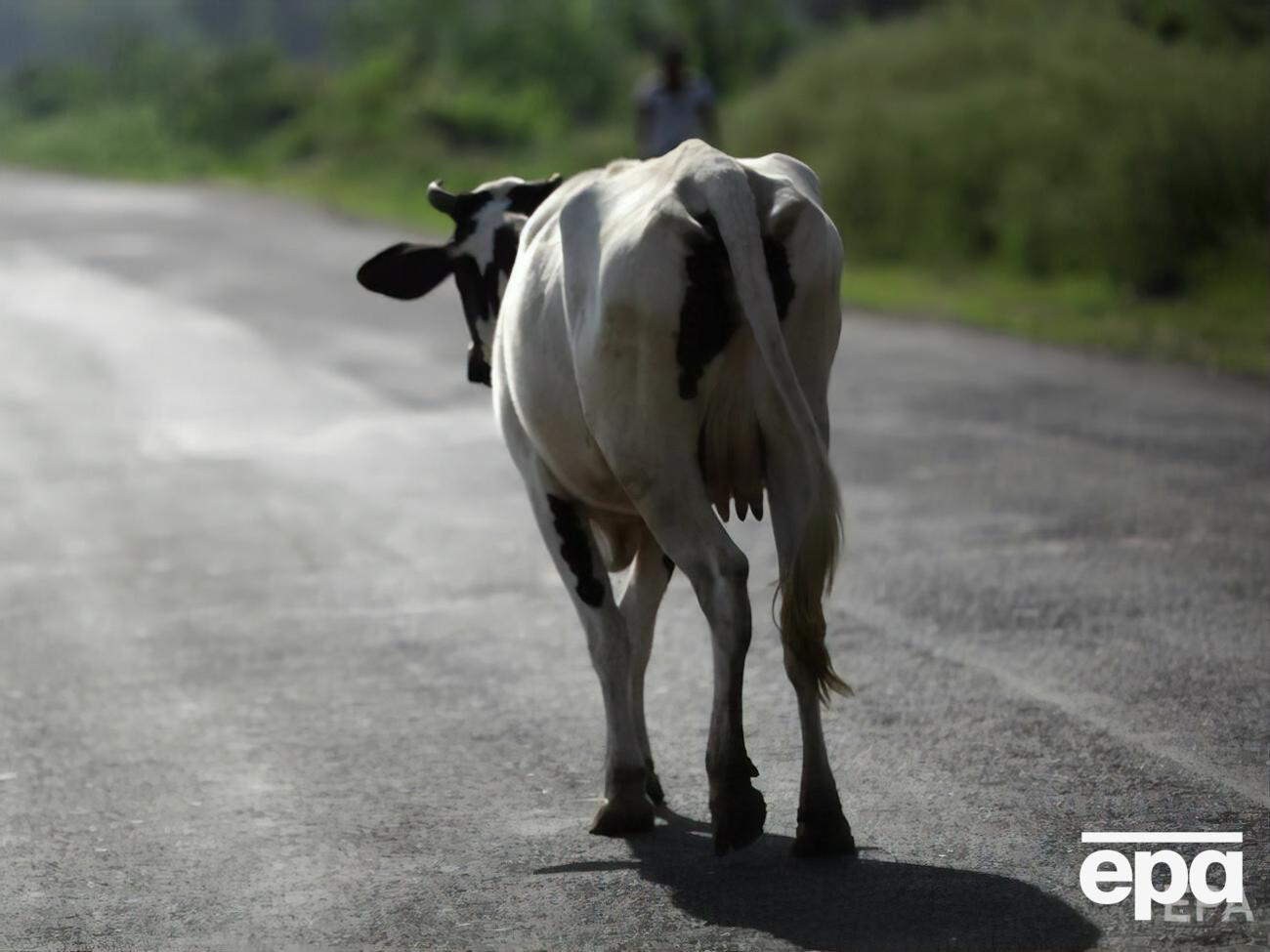 Чтобы принять участие в розыгрыше коровы, нужно вакцинироваться от COVID-19