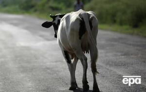 Чтобы принять участие в розыгрыше коровы, нужно вакцинироваться от COVID-19