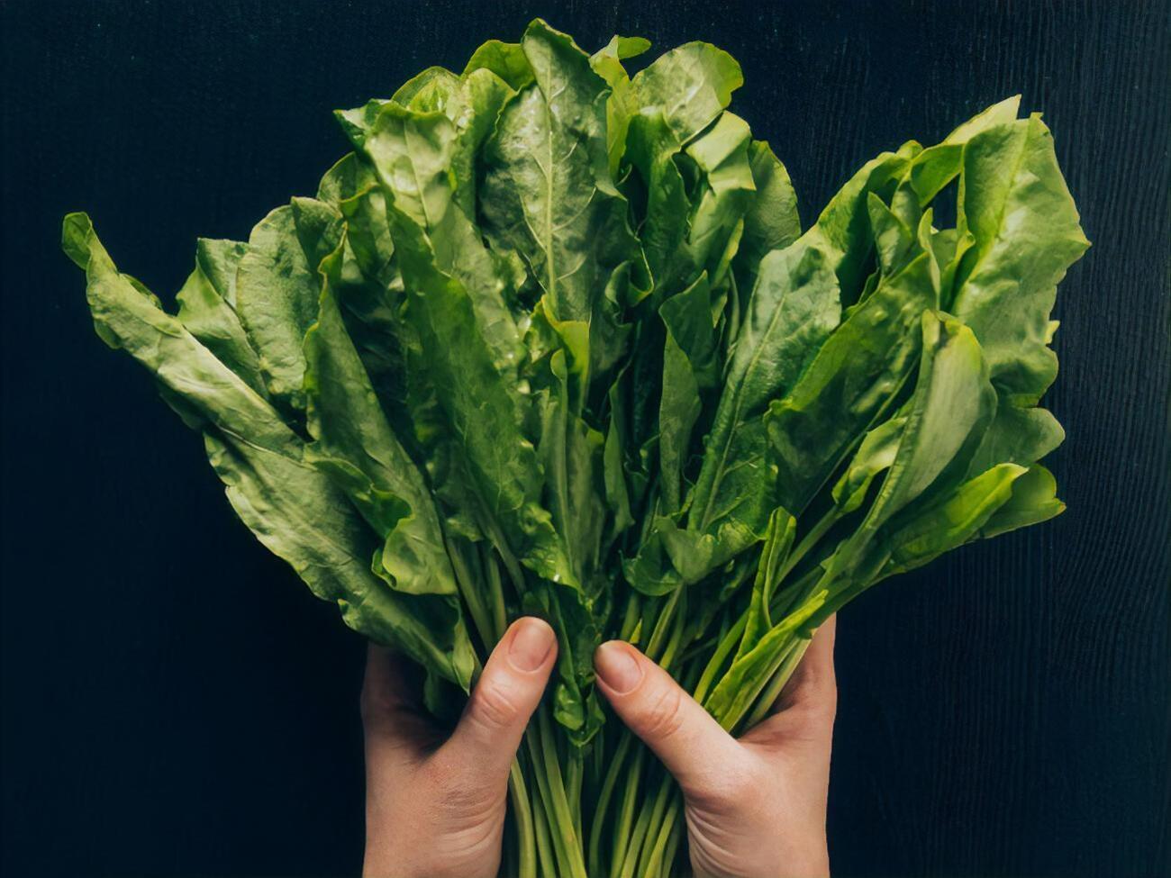 Щавель нельзя включать в рацион на постоянной основе