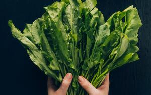 Щавель нельзя включать в рацион на постоянной основе