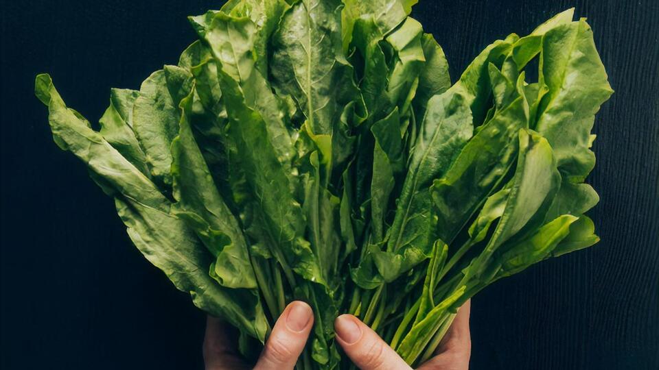 Щавель нельзя включать в рацион на постоянной основе