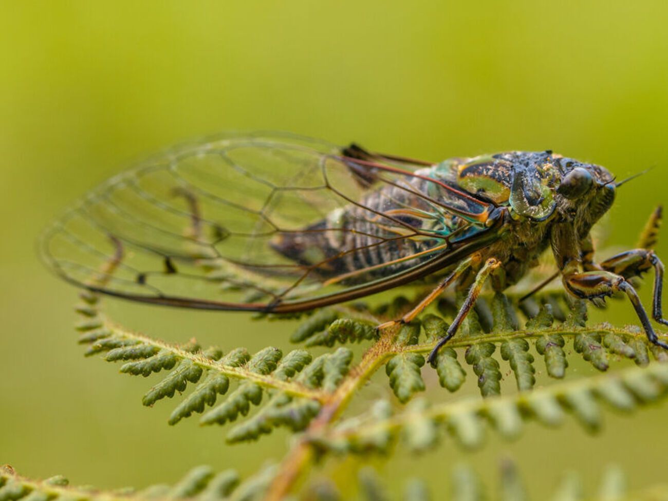 Для размножения цикады отправляются в сады и леса