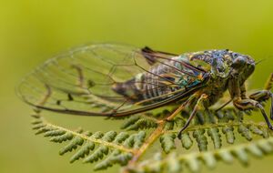 Для размножения цикады отправляются в сады и леса