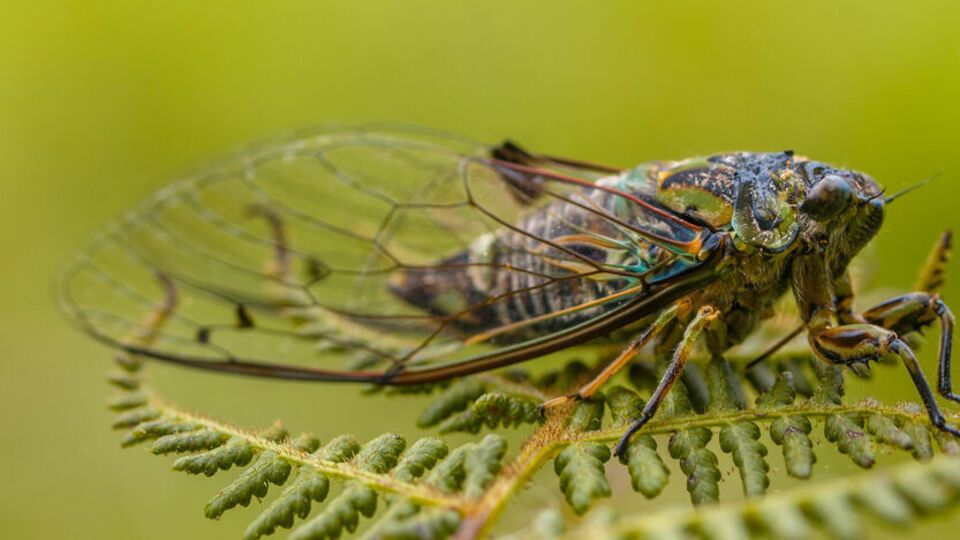 Для размножения цикады отправляются в сады и леса