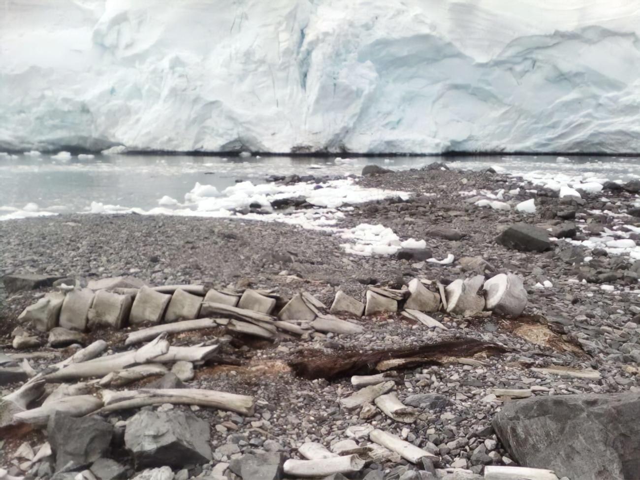 Збереглися не тільки кістки, але і м'які тканини таємничого кита