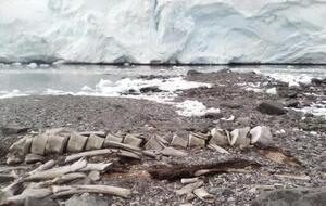 Збереглися не тільки кістки, але і м'які тканини таємничого кита