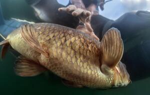 Журналист фиксировал факты браконьерства на реке Днепр