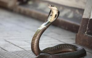 Мужчина снял на видео, как ест мертвую змею