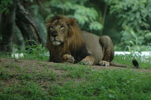 У сафарі-зоні зоопарку живе 12 левів