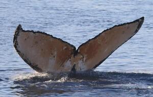 Знімки китів удалося зробити китологині 26-ї української антарктичної експедиції Оксані Савенко