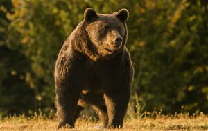 Экологи уверены, что перепутать медведицу с крупным медведем охотник не мог и убил его намеренно, чтобы получить престижный трофей