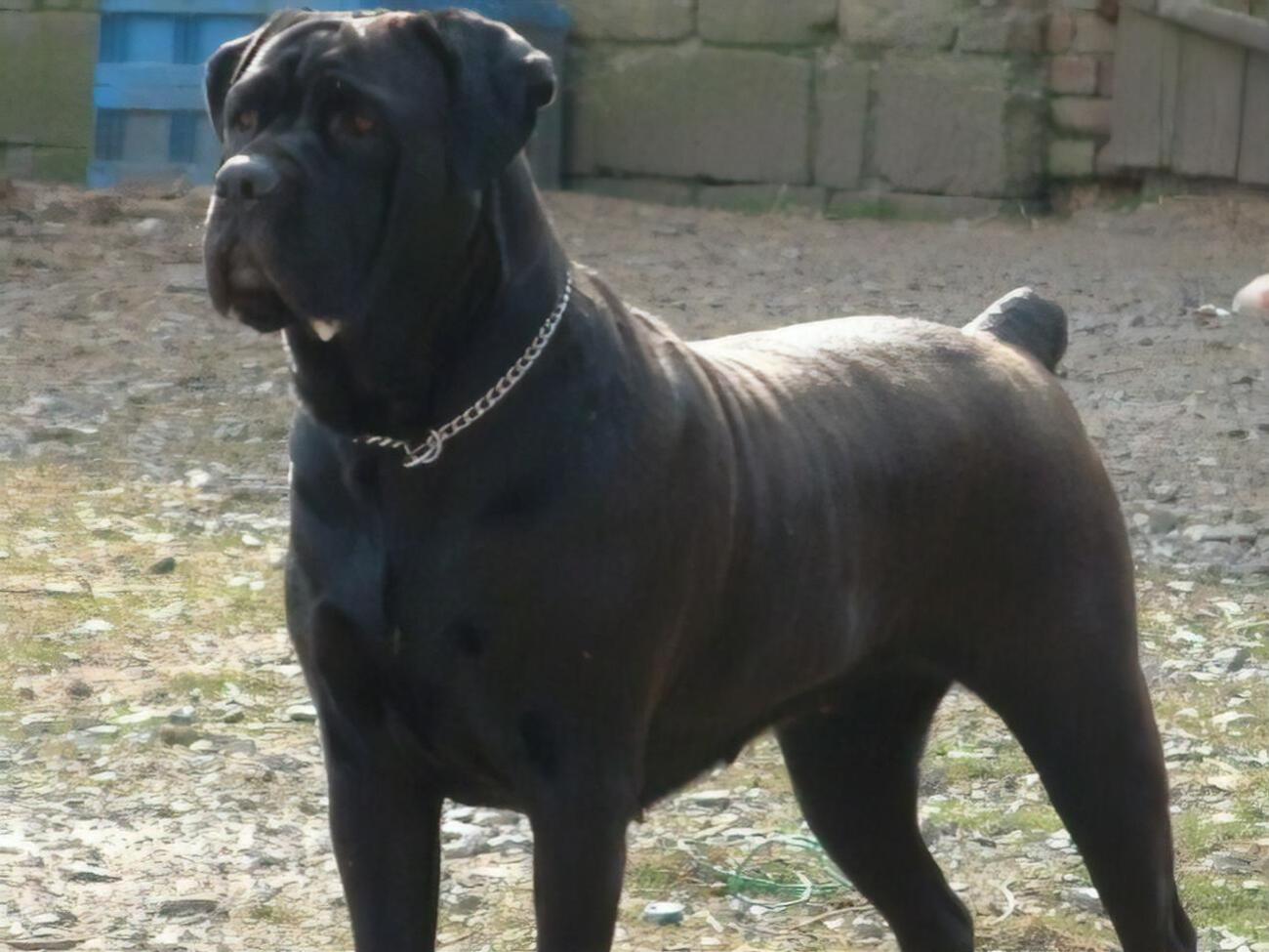 Кане-корсо виростають майже до 70 см заввишки