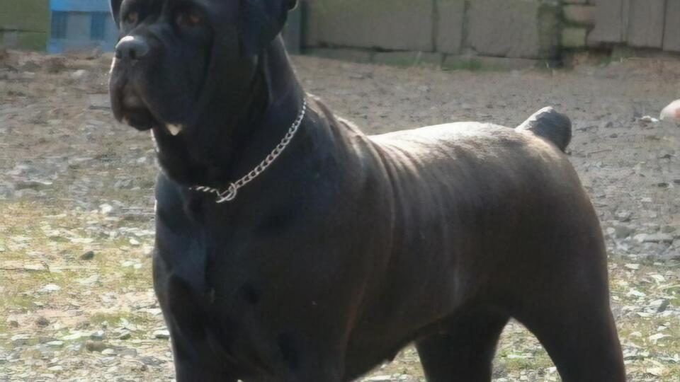 Кане-корсо виростають майже до 70 см заввишки