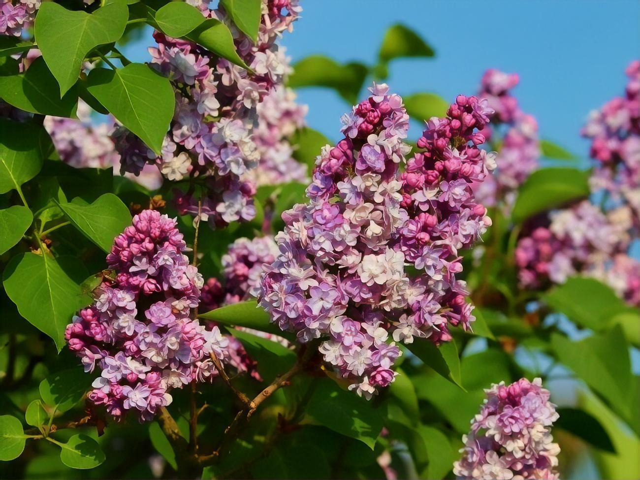 На заході країни синоптики прогнозують до +24 &deg;C
