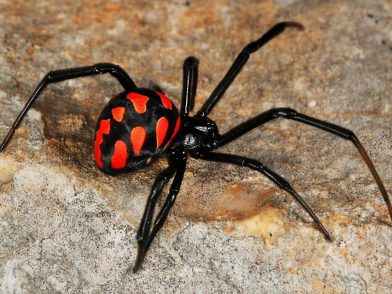 Об'єм&nbsp;уприскуваної каракуртом отрути значно менший за зміїну дозу